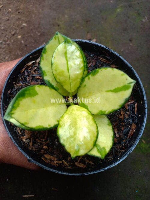 Hoya Australis Lisa, real gallery image #3 plants. Picture taken directly from kaktus.id community Hoya farmer green houses.