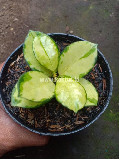 Hoya Australis Lisa, real gallery image #1 plants. Picture taken directly from kaktus.id community Hoya farmer green houses.