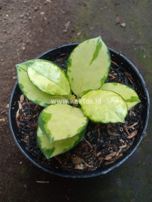 Hoya Australis Lisa, real gallery image #2 plants. Picture taken directly from kaktus.id community Hoya farmer green houses.