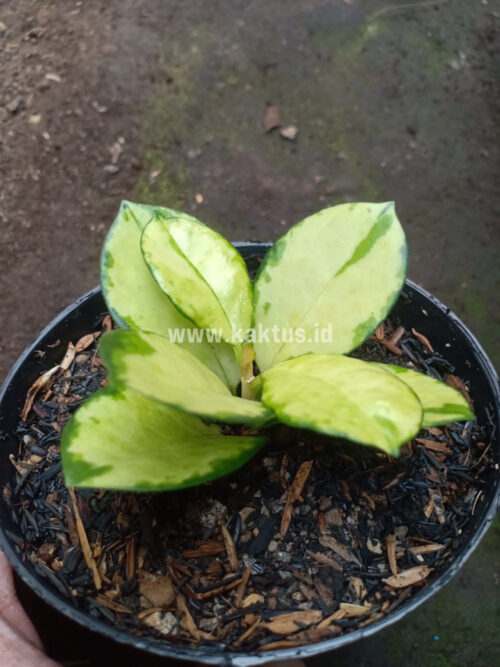 Hoya Australis Lisa, real gallery image #4 plants. Picture taken directly from kaktus.id community Hoya farmer green houses.