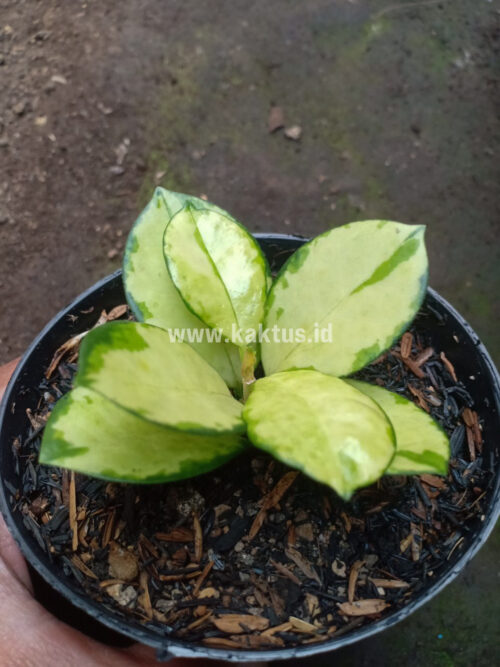 Hoya Australis Lisa, real gallery image #5 plants. Picture taken directly from kaktus.id community Hoya farmer green houses.