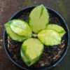 Hoya Australis Lisa, real gallery image #6 plants. Picture taken directly from kaktus.id community Hoya farmer green houses.