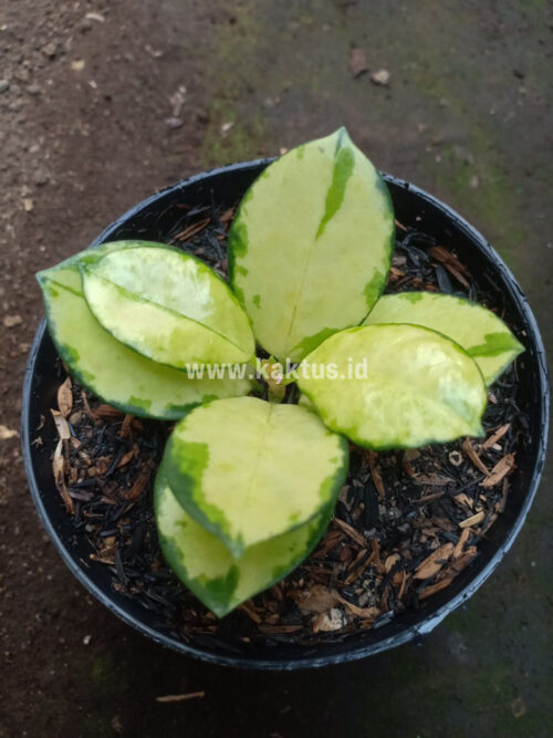 Hoya Australis Lisa, real gallery image #7 plants. Picture taken directly from kaktus.id community Hoya farmer green houses.