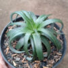 Dyckia Remotiflora, real gallery image #4 plants. Picture taken directly from kaktus.id community Dyckia farmer green houses.