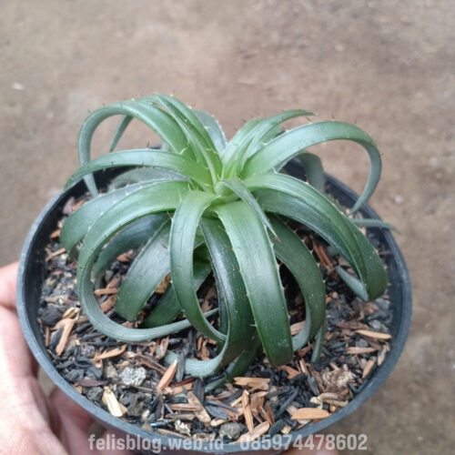 Dyckia Remotiflora, real gallery image #6 plants. Picture taken directly from kaktus.id community Dyckia farmer green houses.