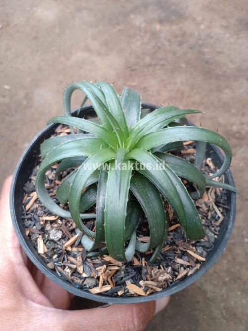 Dyckia Remotiflora, real gallery image #10 plants. Picture taken directly from kaktus.id community Dyckia farmer green houses.