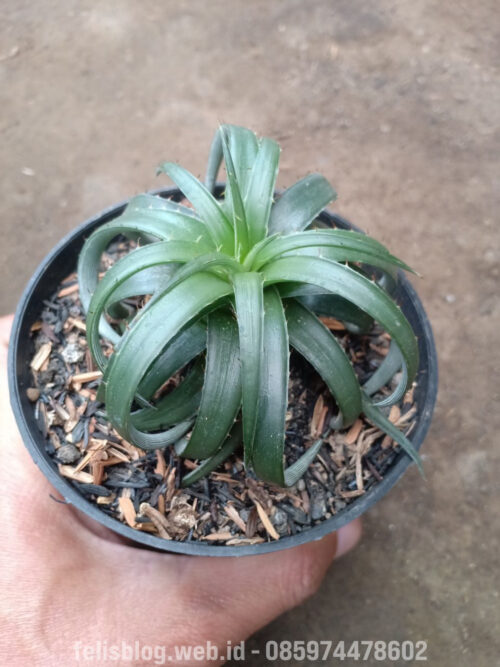 Dyckia Remotiflora, real gallery image #7 plants. Picture taken directly from kaktus.id community Dyckia farmer green houses.