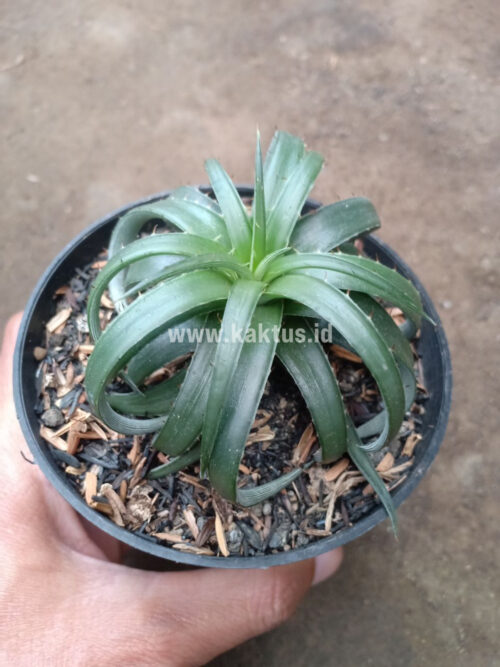 Dyckia Remotiflora, real gallery image #1 plants. Picture taken directly from kaktus.id community Dyckia farmer green houses.
