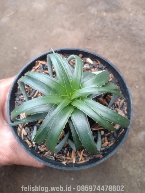 Dyckia Remotiflora, real gallery image #8 plants. Picture taken directly from kaktus.id community Dyckia farmer green houses.