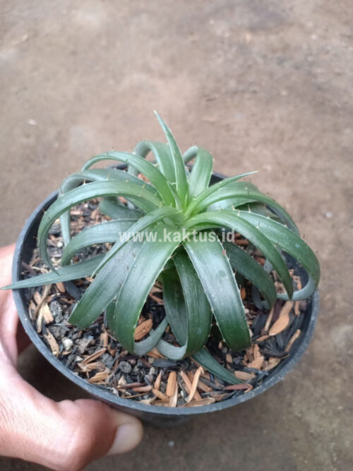 Dyckia Remotiflora, real gallery image #3 plants. Picture taken directly from kaktus.id community Dyckia farmer green houses.