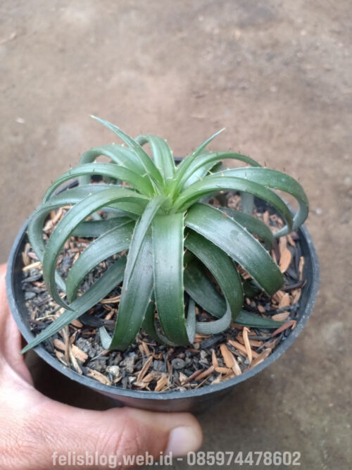 Dyckia Remotiflora, real gallery image #9 plants. Picture taken directly from kaktus.id community Dyckia farmer green houses.