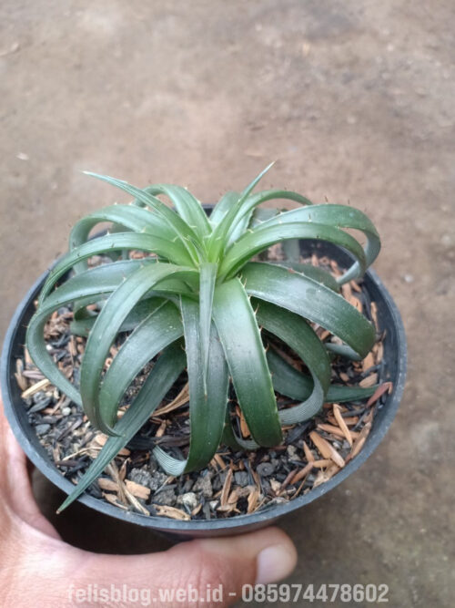 Dyckia Remotiflora, real gallery image #2 plants. Picture taken directly from kaktus.id community Dyckia farmer green houses.