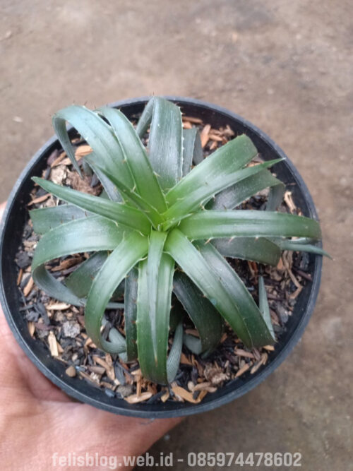 Dyckia Remotiflora, real gallery image #5 plants. Picture taken directly from kaktus.id community Dyckia farmer green houses.