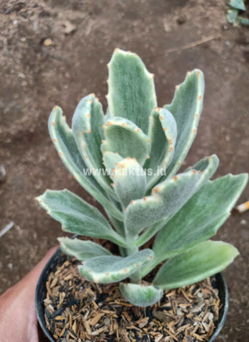 Kalanchoe Tomentosa Dinklagei, real gallery image #1 plants. Picture taken directly from kaktus.id community Kalanchoe farmer green houses.