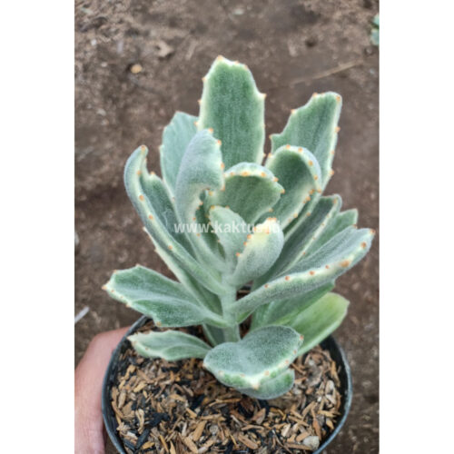 Kalanchoe Tomentosa Dinklagei, real gallery image #5 plants. Picture taken directly from kaktus.id community Kalanchoe farmer green houses.