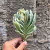Kalanchoe Tomentosa Dinklagei, real feature image plant. Picture taken directly from kaktus.id community Kalanchoe farmer green houses.