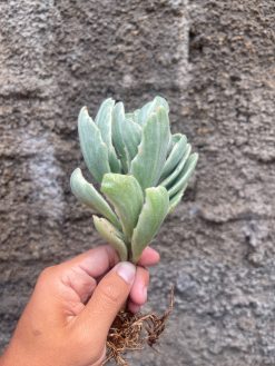 Kalanchoe Tomentosa Dinklagei, real gallery image #4 plants. Picture taken directly from kaktus.id community Kalanchoe farmer green houses.