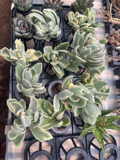 Kalanchoe Tomentosa Dinklagei, real gallery image #2 plants. Picture taken directly from kaktus.id community Kalanchoe farmer green houses.