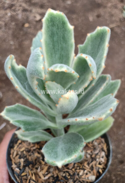 Kalanchoe Tomentosa Dinklagei, real gallery image #3 plants. Picture taken directly from kaktus.id community Kalanchoe farmer green houses.