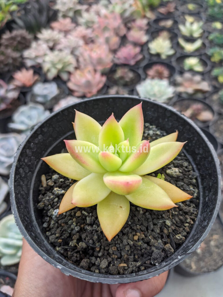 kaktus.id