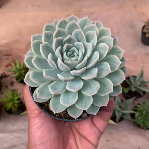 Echeveria Artic Ice, real gallery image #10 plants. Picture taken directly from kaktus.id community Echeveria farmer green houses.