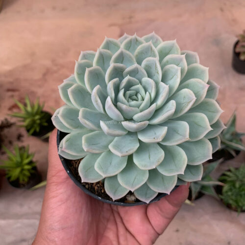 Echeveria Artic Ice, real gallery image #11 plants. Picture taken directly from kaktus.id community Echeveria farmer green houses.