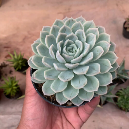 Echeveria Artic Ice, real gallery image #12 plants. Picture taken directly from kaktus.id community Echeveria farmer green houses.