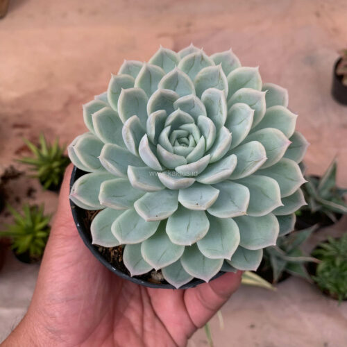 Echeveria Artic Ice, real gallery image #13 plants. Picture taken directly from kaktus.id community Echeveria farmer green houses.