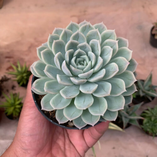 Echeveria Artic Ice, real gallery image #14 plants. Picture taken directly from kaktus.id community Echeveria farmer green houses.
