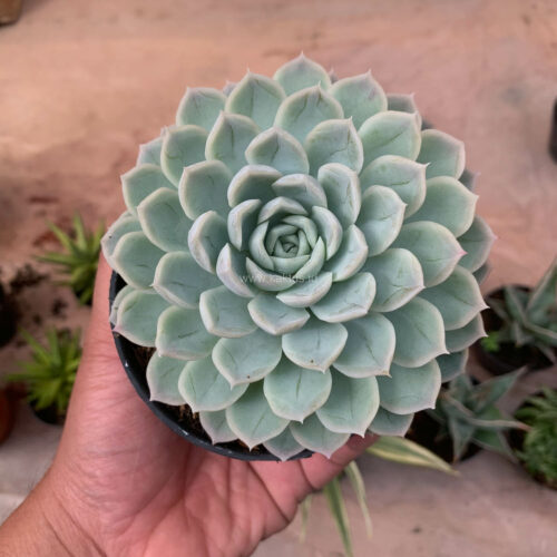 Echeveria Artic Ice, real gallery image #15 plants. Picture taken directly from kaktus.id community Echeveria farmer green houses.