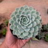 Echeveria Artic Ice, real feature image plant. Picture taken directly from kaktus.id community Echeveria farmer green houses.