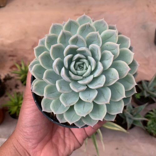 Echeveria Artic Ice, real gallery image #16 plants. Picture taken directly from kaktus.id community Echeveria farmer green houses.