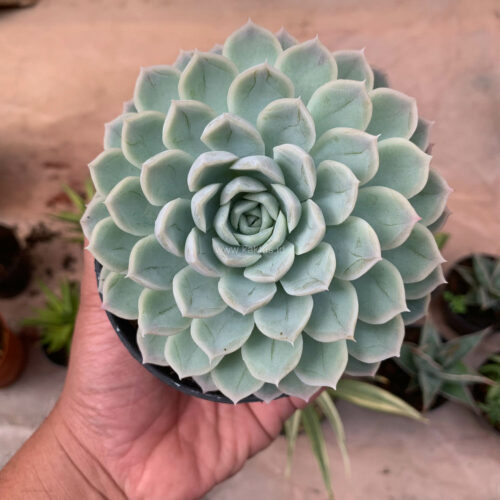Echeveria Artic Ice, real gallery image #17 plants. Picture taken directly from kaktus.id community Echeveria farmer green houses.