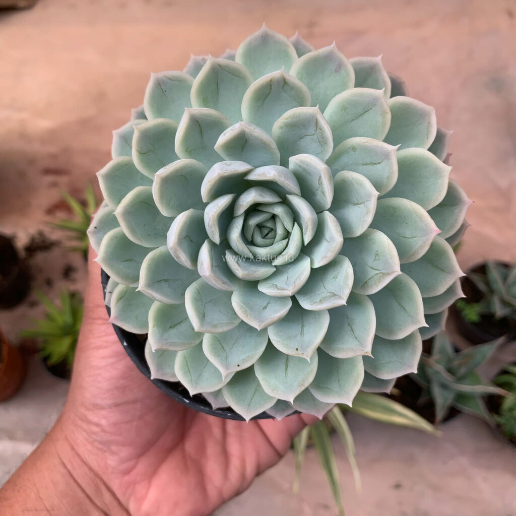 kaktus.id