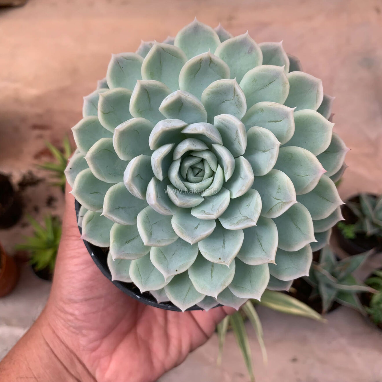 Echeveria Artic Ice, real gallery image #18 plants. Picture taken directly from kaktus.id community Echeveria farmer green houses.