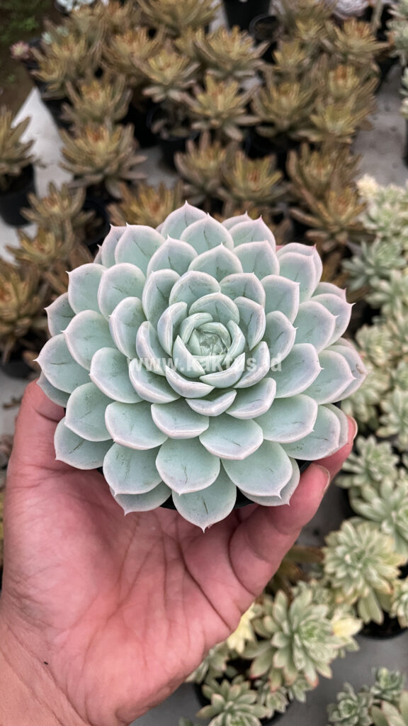 kaktus.id