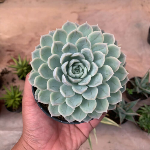 Echeveria Artic Ice, real gallery image #2 plants. Picture taken directly from kaktus.id community Echeveria farmer green houses.