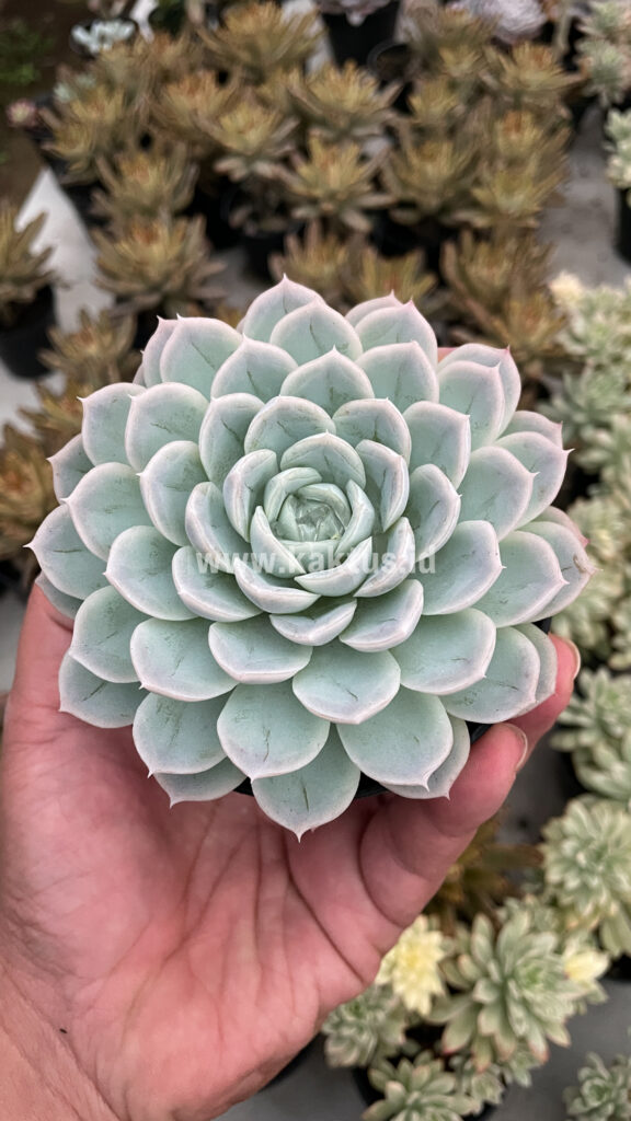 kaktus.id