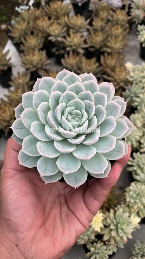 kaktus.id