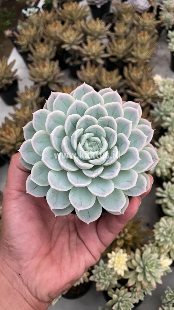 kaktus.id