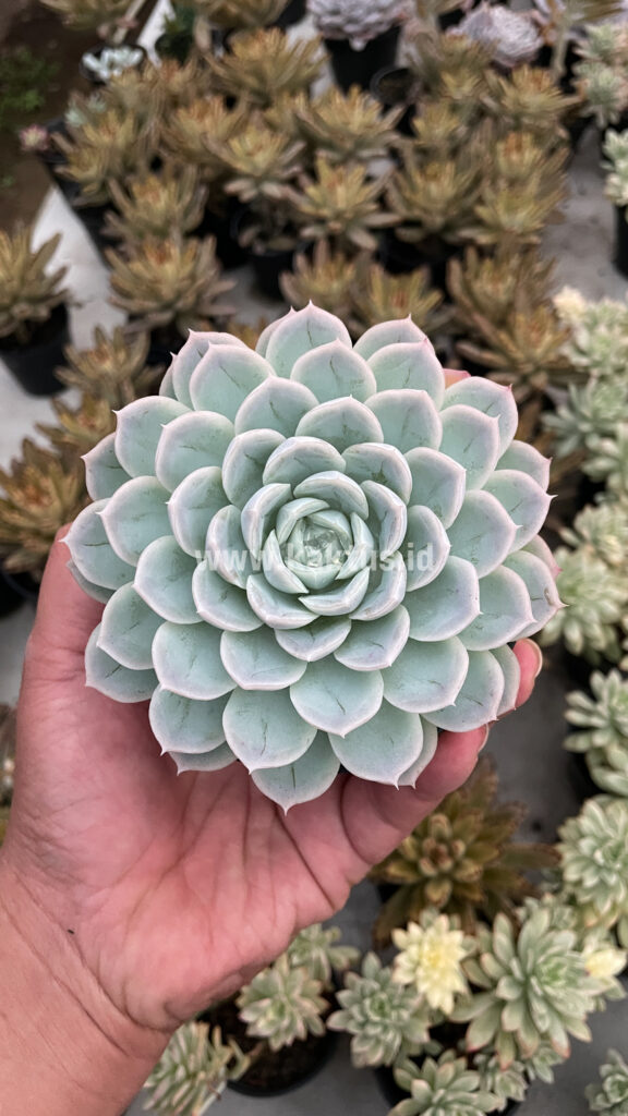 kaktus.id