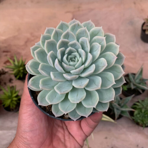 Echeveria Artic Ice, real gallery image #3 plants. Picture taken directly from kaktus.id community Echeveria farmer green houses.
