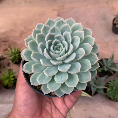 Echeveria Artic Ice, real gallery image #4 plants. Picture taken directly from kaktus.id community Echeveria farmer green houses.
