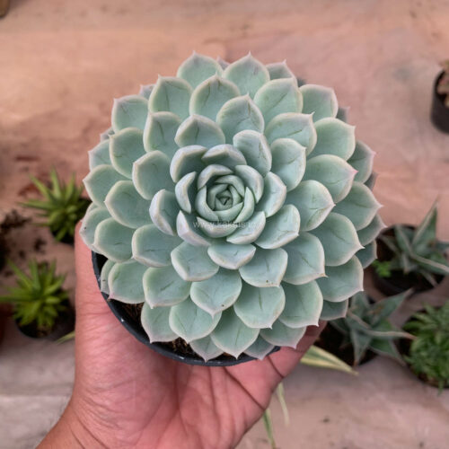 Echeveria Artic Ice, real gallery image #5 plants. Picture taken directly from kaktus.id community Echeveria farmer green houses.