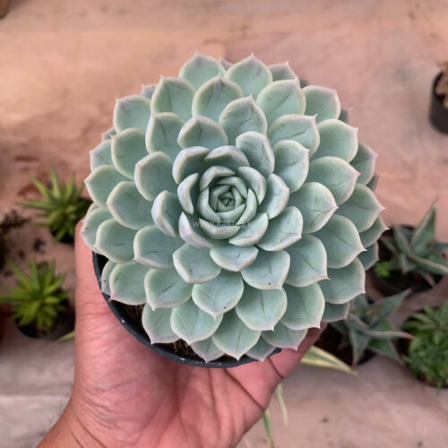 Echeveria Artic Ice, real gallery image #6 plants. Picture taken directly from kaktus.id community Echeveria farmer green houses.