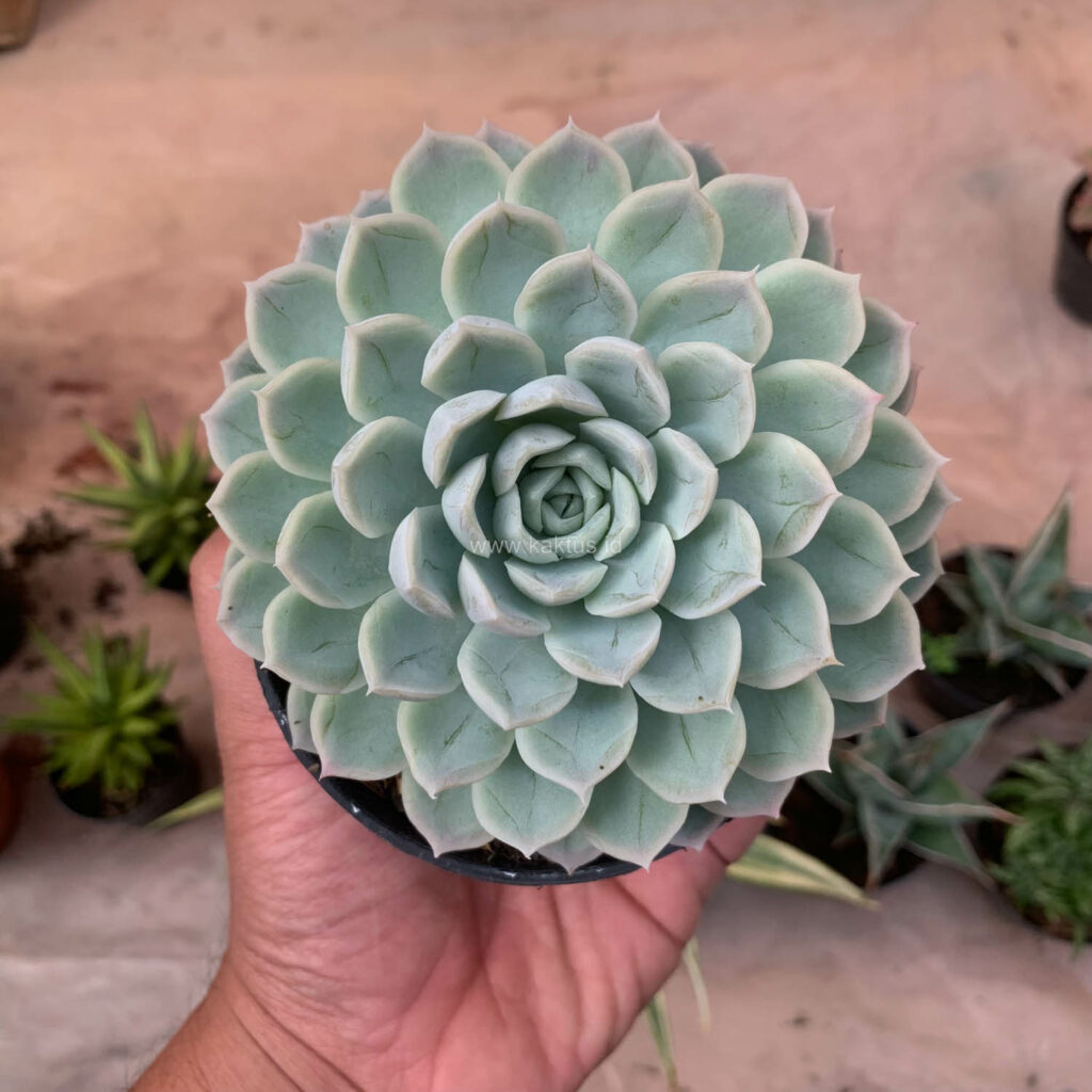 kaktus.id