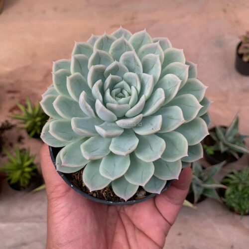 Echeveria Artic Ice, real gallery image #9 plants. Picture taken directly from kaktus.id community Echeveria farmer green houses.