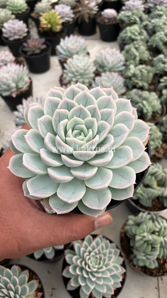 kaktus.id
