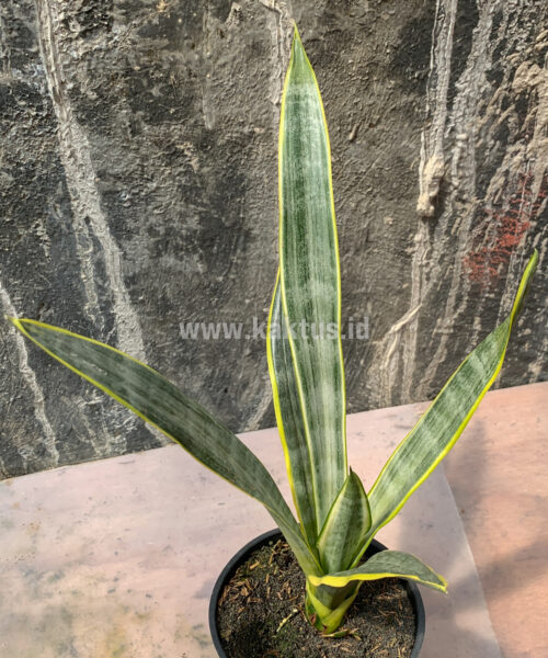 Sansevieria Assalam, real gallery image #1 plants. Picture taken directly from kaktus.id community Sansevieria farmer green houses.