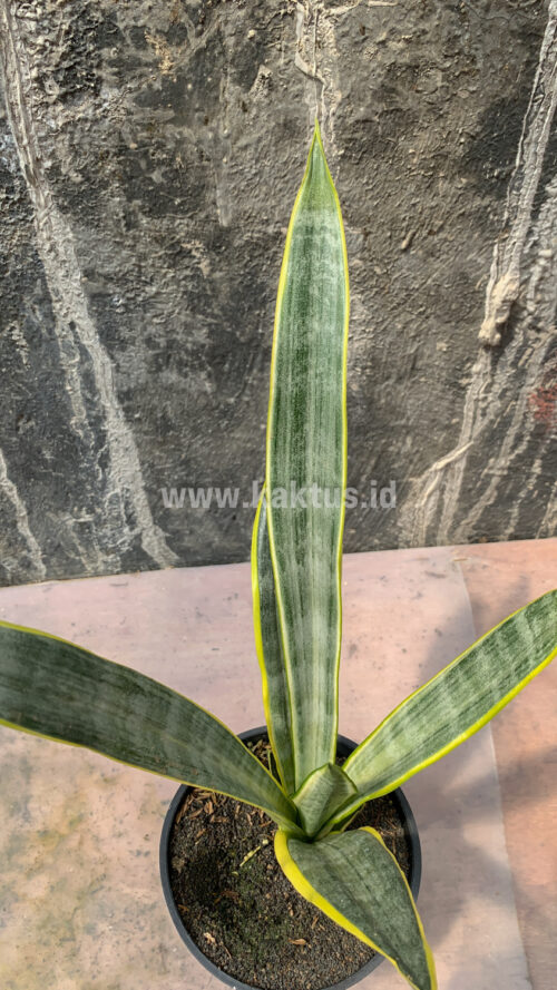 Sansevieria Assalam, real gallery image #4 plants. Picture taken directly from kaktus.id community Sansevieria farmer green houses.